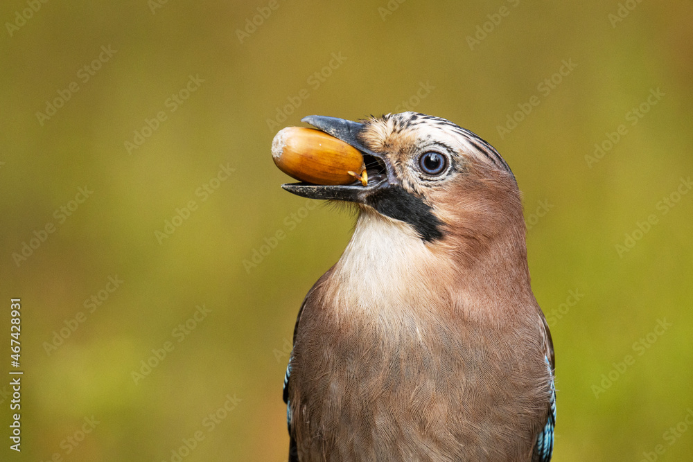 A close-up of a curious Eurasian jay, Garrulus glandarius holding ripe acorn between beak in mixed Estonian forest during autumn. A close-up of a curious Eurasian jay, Garrulus glandarius holding ripe acorn between beak in mixed Estonian forest during autumn.