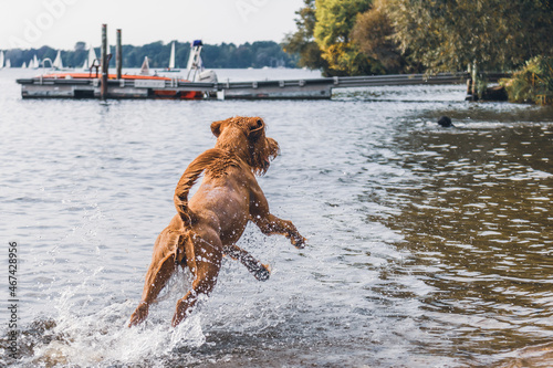 Day at the dog beach