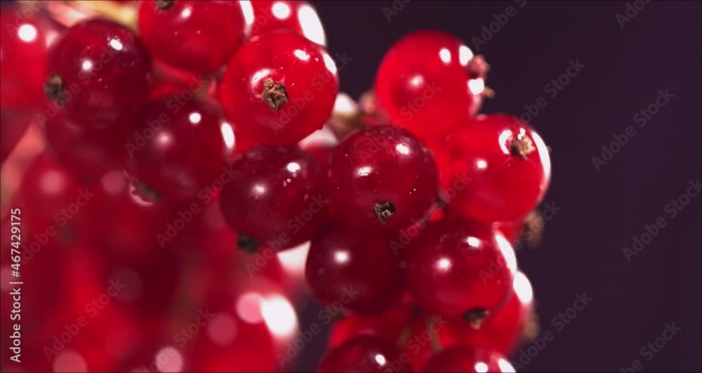 Close-up view of Falling Red Currant from Currant tree Close-up view of Falling Red Currant from Currant tree