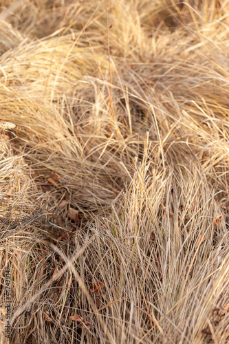 A wonderful grassy bed of fallen dry autumn meadow grass in the floodplain of a steppe stream. Selective focus, close-up.
