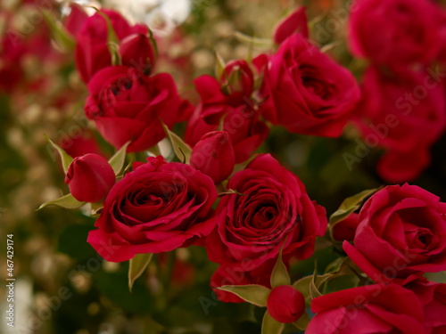 bouquet of decorative roses