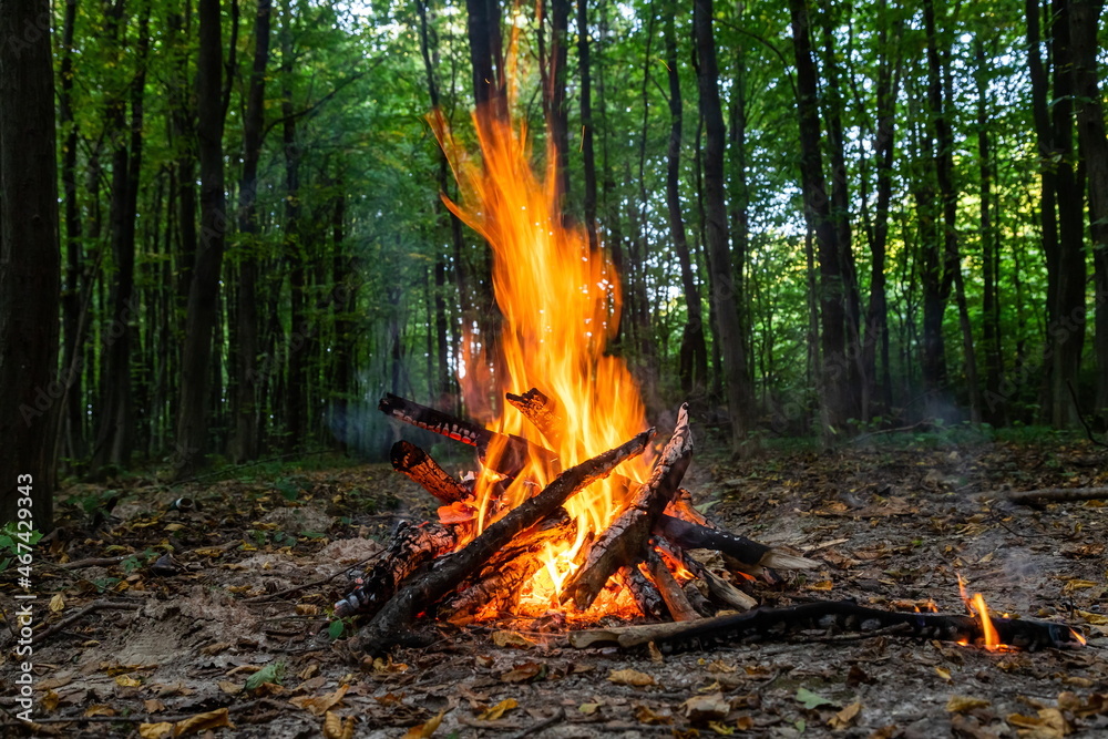 Burning fire. The bonfire burns in the forest. Texture of burning fire. Bonfire for cooking in the forest. Burning dry branches. Tourist fire in the forest. Texture of burning branches Burning fire. The bonfire burns in the forest. Texture of burning fire. Bonfire for cooking in the forest. Burning dry branches. Tourist fire in the forest. Texture of burning branches