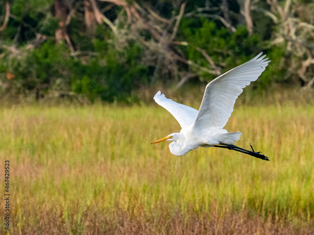 Fototapeta premium great white egret flying through the marsh