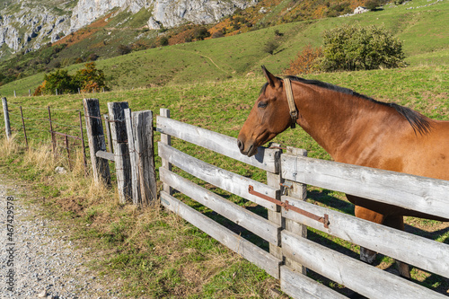 Horse in the Somiedo Natural Park in Asturias.  photo