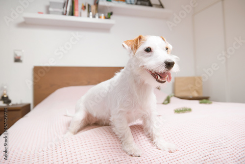 Jack Russell Terrier on white pink bed christmas full body happy