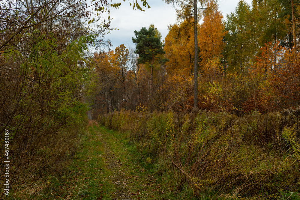 Trail in a dense mixed forest. Autumn in the forest.