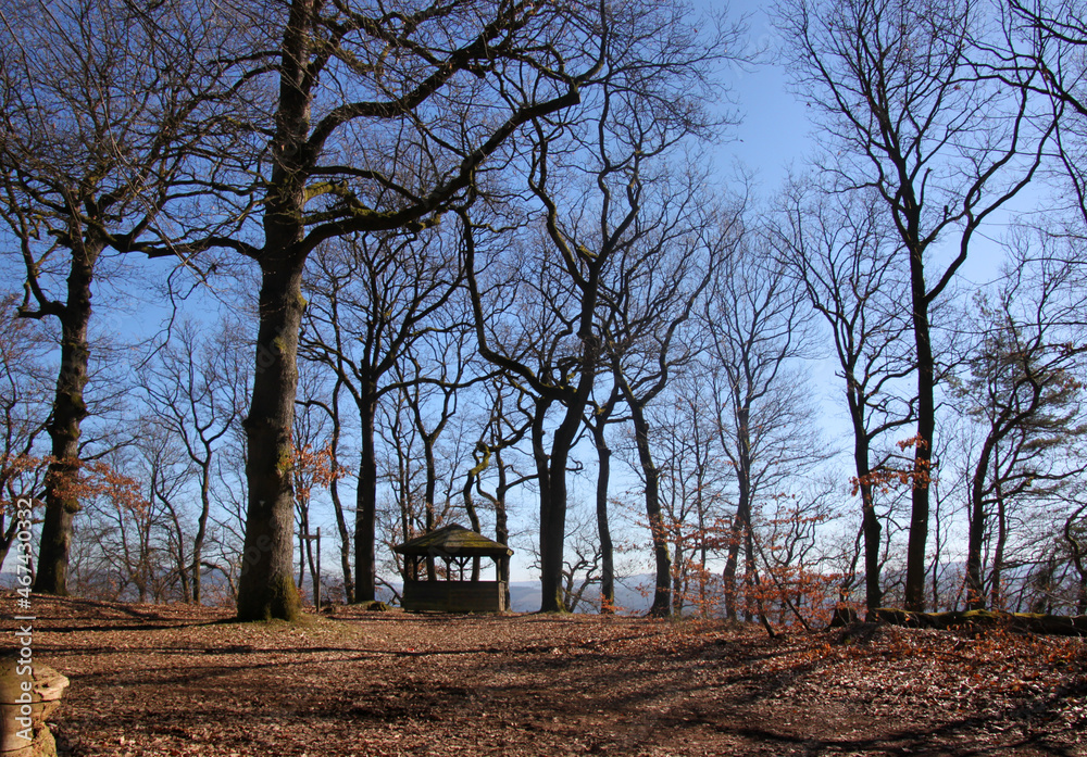 Hiking hut under gnarled trees in a bare deciduous forest in early spring Hiking hut under gnarled trees in a bare deciduous forest in early spring