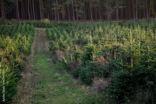 Fototapeta Naklejka Na Ścianę i Meble -  plantacja jodły