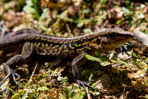 Lizard in the woods of Costa Rica