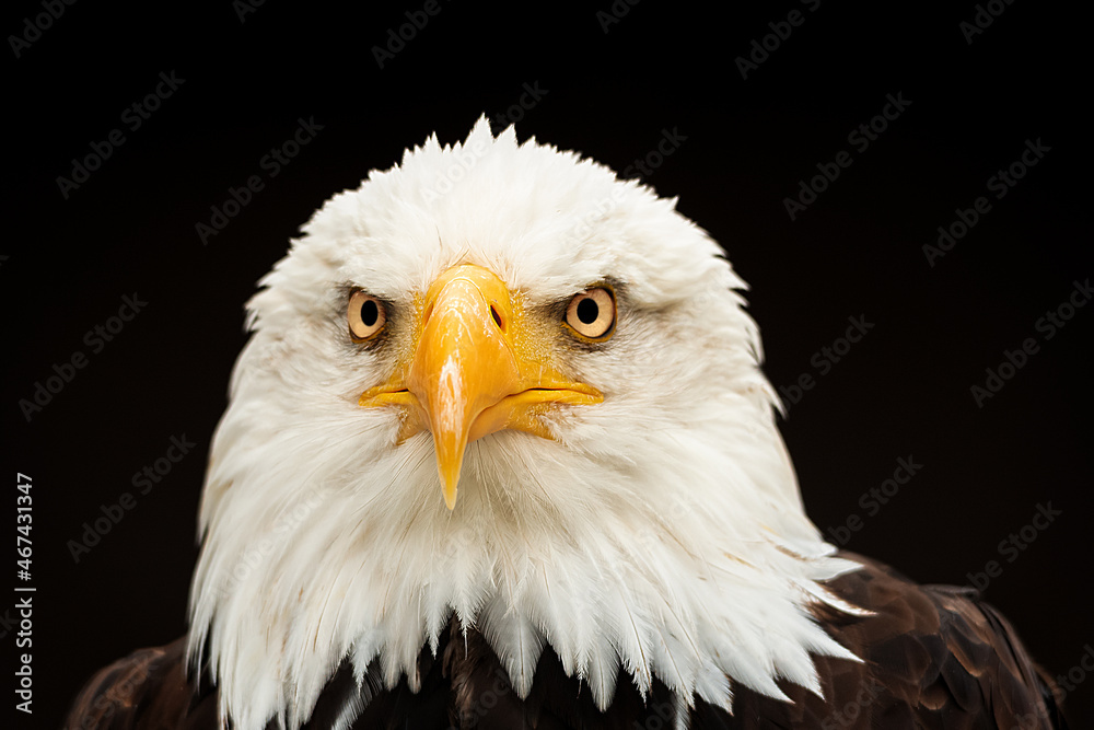Obraz premium ....Weißkopfadler...