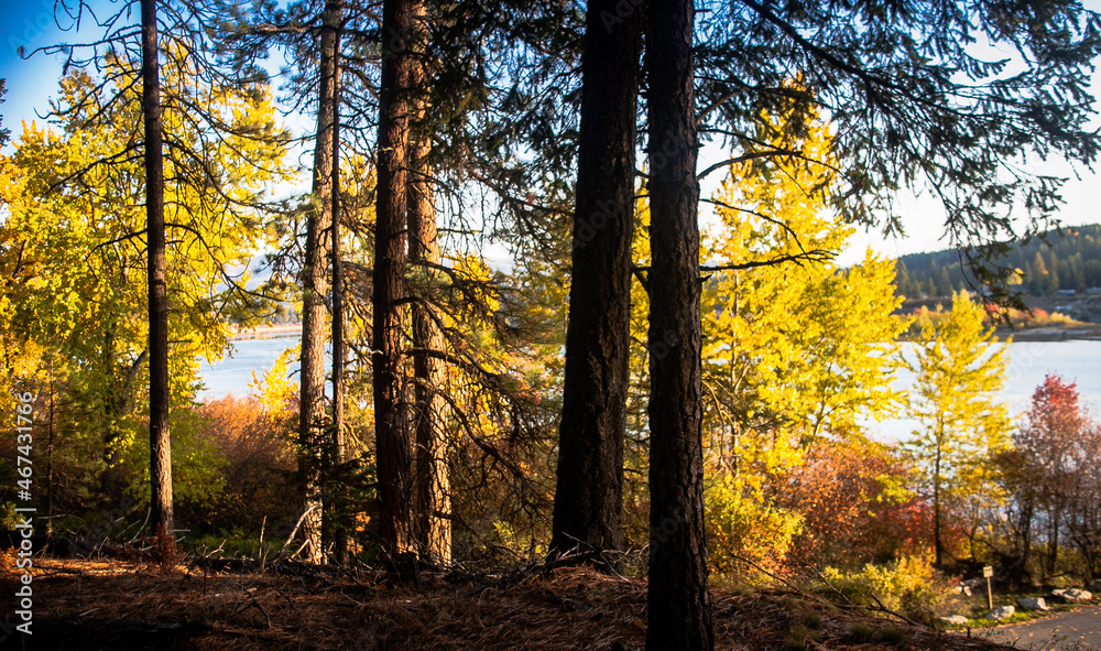 autumn in the forest autumn in the forest