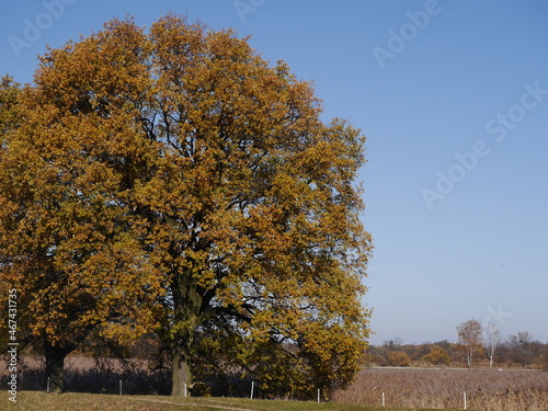 wysokie drzewo, dąb w kolorach jesieni