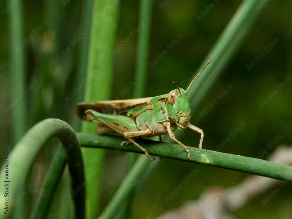 Green grasshopper in a natural environment. Aiolopus puissanti . Green grasshopper in a natural environment. Aiolopus puissanti .