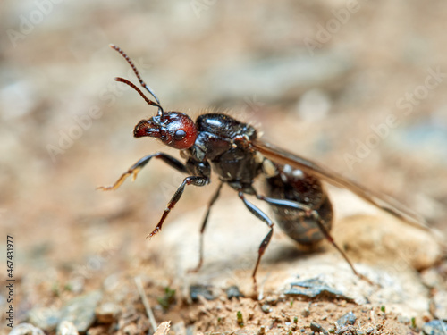 Barbary Harvester-Ant. Messor barbarus. 