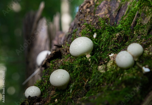 Forest mushrooms in the grass. Gathering mushrooms growing on an old tree stump in the forest