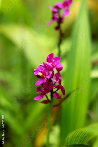 Portrait view purple flower  frangipani 