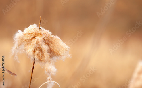 Fluffed ear of broad-leaved cattail (Typha latifolia) in the floodplain of a steppe stream dried up during drought in late autumn. Selective focus, close-up. photo