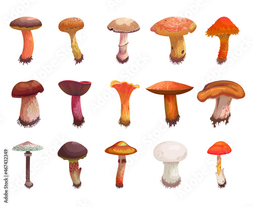 Set of edible mushrooms isolated on white background