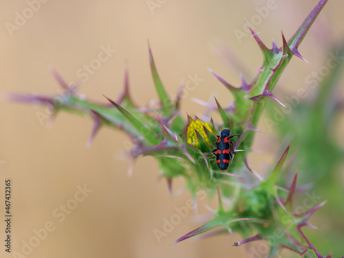 Mylabris. Insect in its natural environment. photo