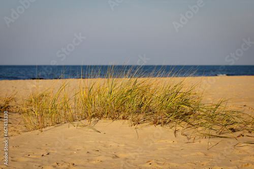 Fototapeta Naklejka Na Ścianę i Meble -  A cluster of slightly withered grass on the sea shore