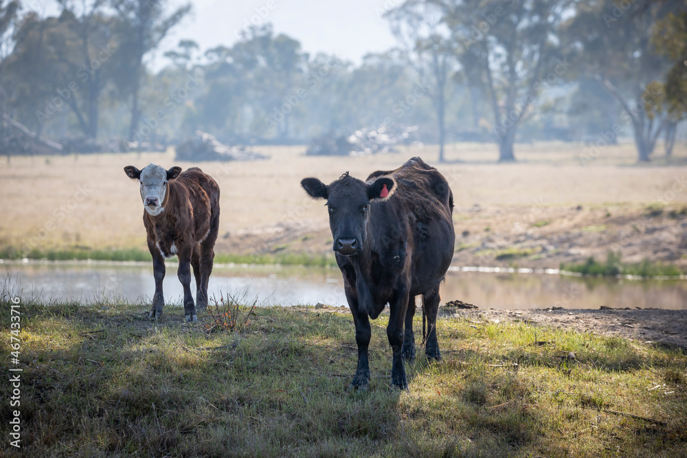Photograph of Cows grazing on grass in a large green agricultural field near trees Photograph of Cows grazing on grass in a large green agricultural field near trees
