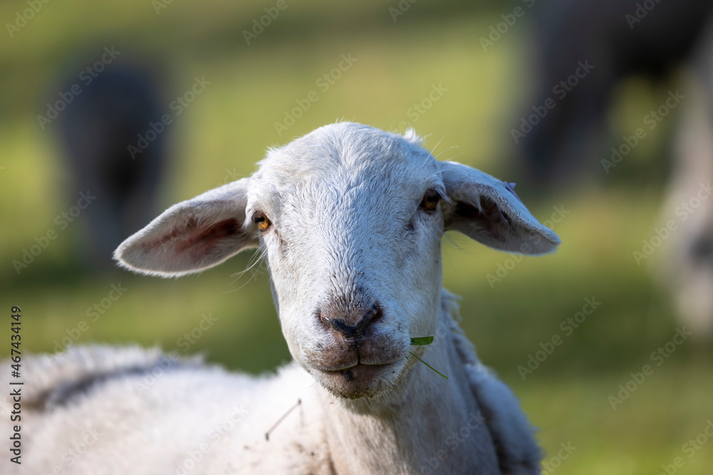 Obraz premium Photograph of white sheep grazing on grass in a large green agricultural field