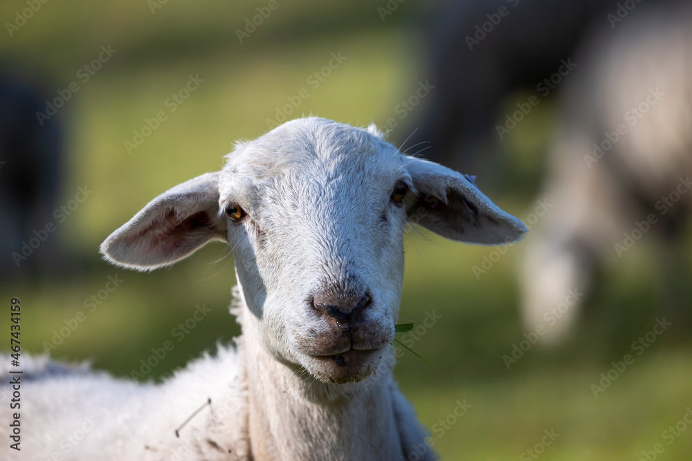 Photograph of white sheep grazing on grass in a large green agricultural field Photograph of white sheep grazing on grass in a large green agricultural field