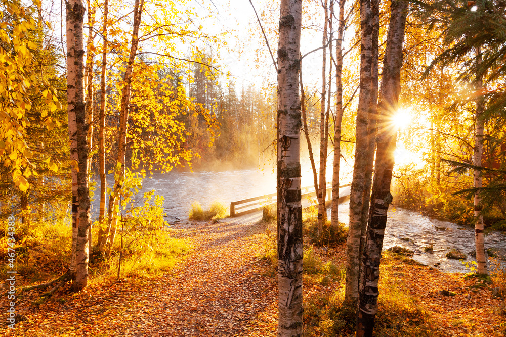 Morning sunrays shining through Silver birch, Betula pendula leaves next to river rapids in Käylä, near Kuusamo.