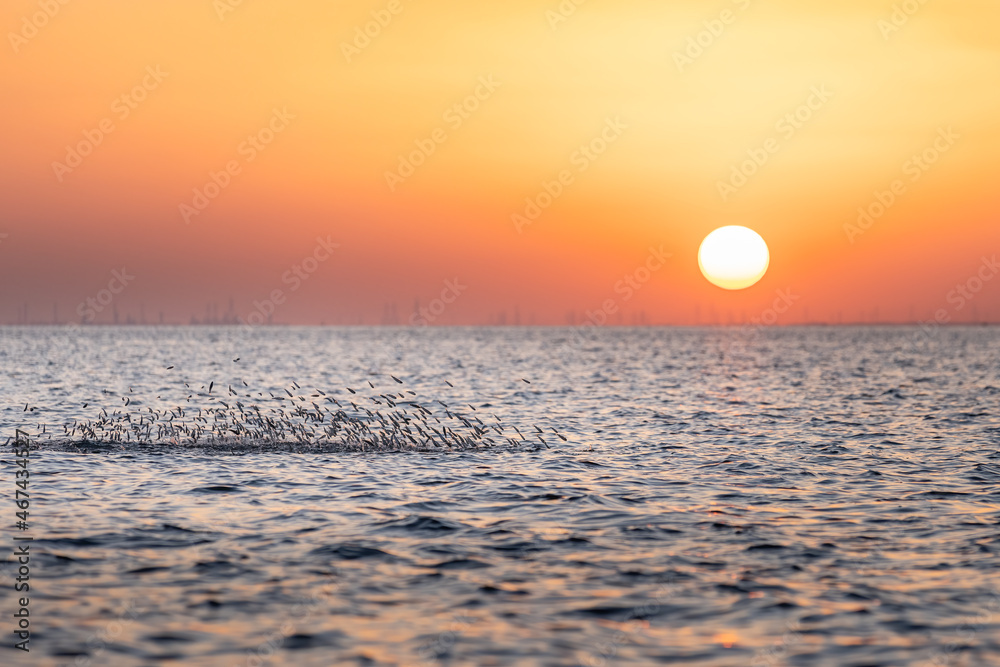 School of fish jumping out of water. Sunset at Persian Gulf, Saudi Arabia.