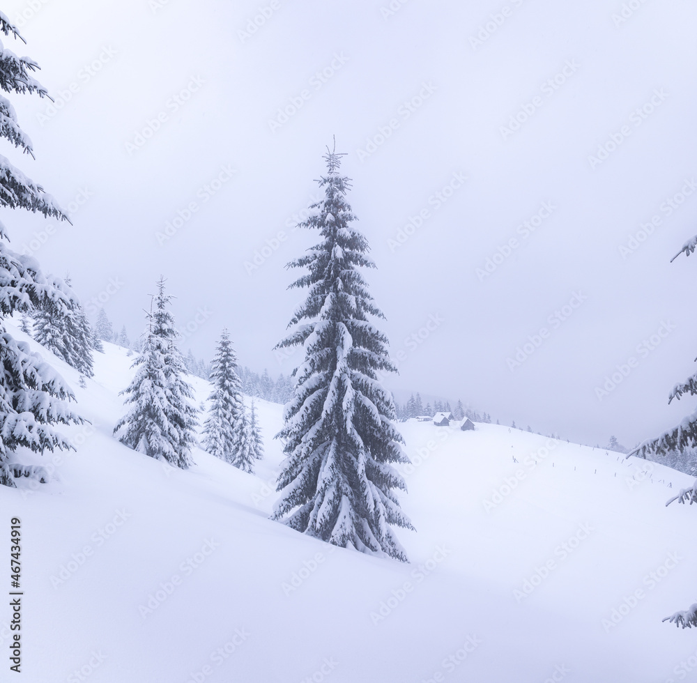 Naklejka premium Christmas wonderland. Winter landscape. Magical forest. Meadow covered with frost trees in the snowdrifts. Snowy wallpaper background.
