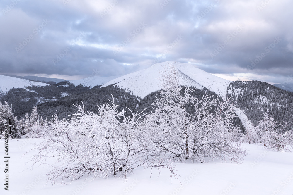 Obraz premium Landscape on winter day. Forest. Lawn covered with snow. Evergreen trees in the snowdrifts. Christmas wonderland. Snowy wallpaper background. Nature scenery. Location place Carpathian, Ukraine, Europe