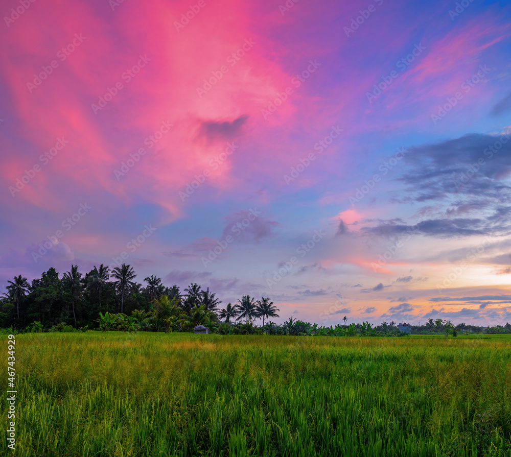 Garden with coconut palm trees. Amazing sunrise. Landscape with green meadow, Bali, Indonesia. Wallpaper background. Natural scenery.