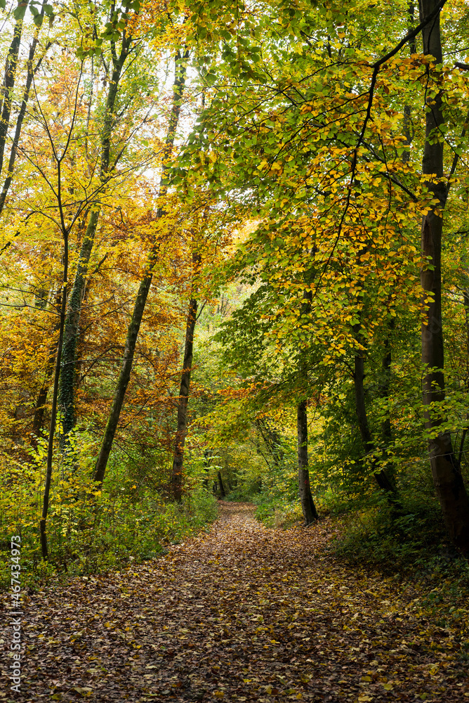 View of beautiful trees in autumnal forest View of beautiful trees in autumnal forest
