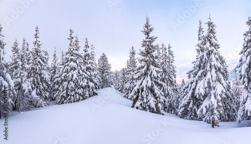 Christmas wonderland. Winter landscape. Magical forest. Meadow covered with frost trees in the snowdrifts. Snowy wallpaper background.
