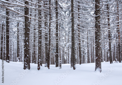 Landscape on winter day. Forest. Lawn covered with snow. Evergreen trees in the snowdrifts. Christmas wonderland. Snowy wallpaper background. Nature scenery. Location place Carpathian, Ukraine, Europe