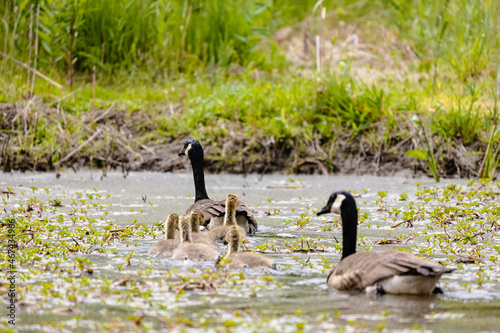 Family of geese at the Ernest L. Oros Wildlife Preserve in Avenel, New Jersy, USA photo