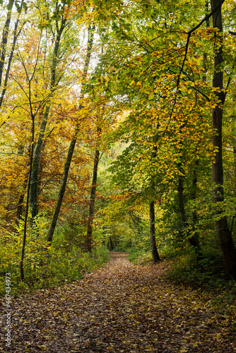 View of beautiful trees in autumnal forest