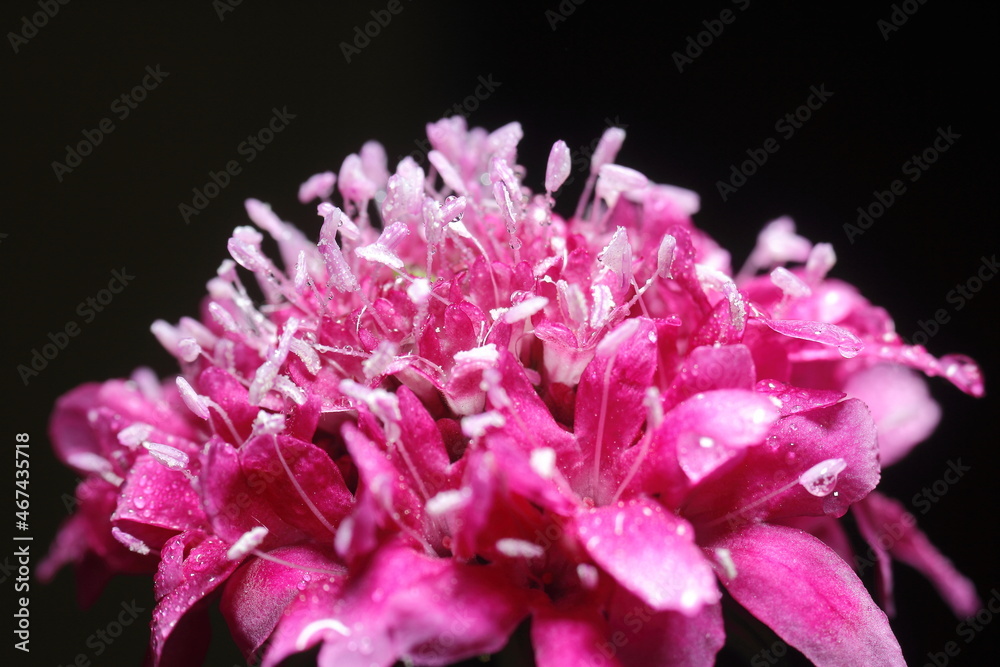 asclepias o milkweed rosa o rosada humedas con rocio, fondo negro asclepias o milkweed rosa o rosada humedas con rocio, fondo negro