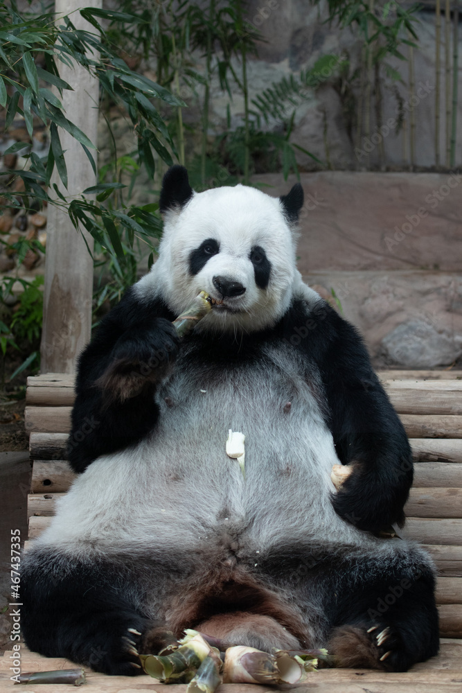Fototapeta premium Panda Plush Doll Wearing a Santa Hat