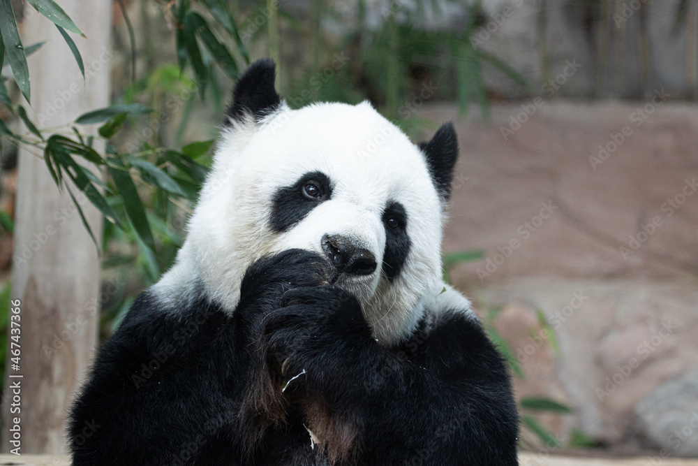 Obraz premium Sweet Panda in Thailand, Lin Hui