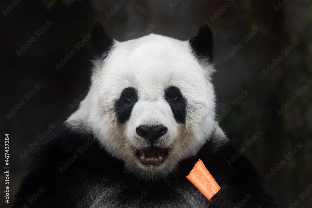 giant panda holding Carrot giant panda holding Carrot