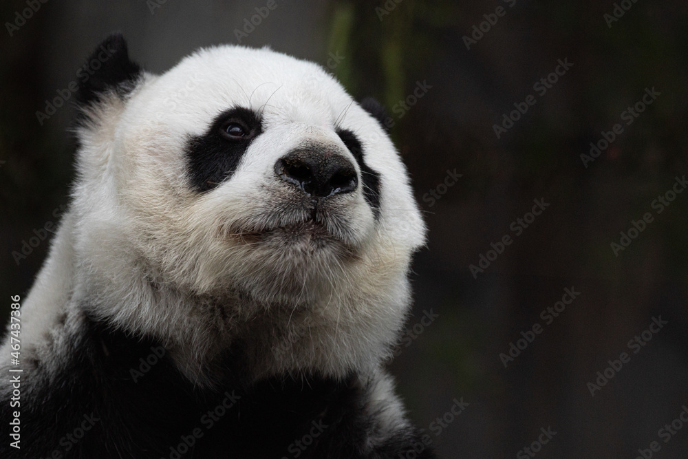 Obraz premium Portrait of sweet panda in Thailand