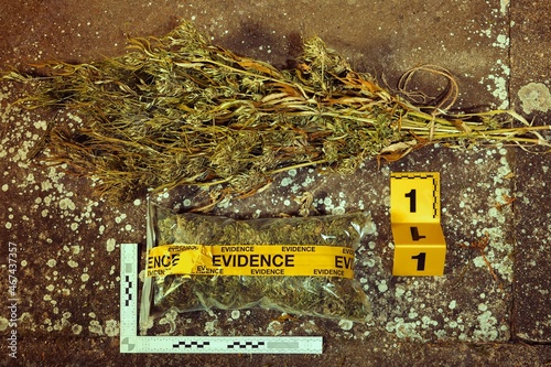 Dried marijuana seized by police authority as evidence of crime photo