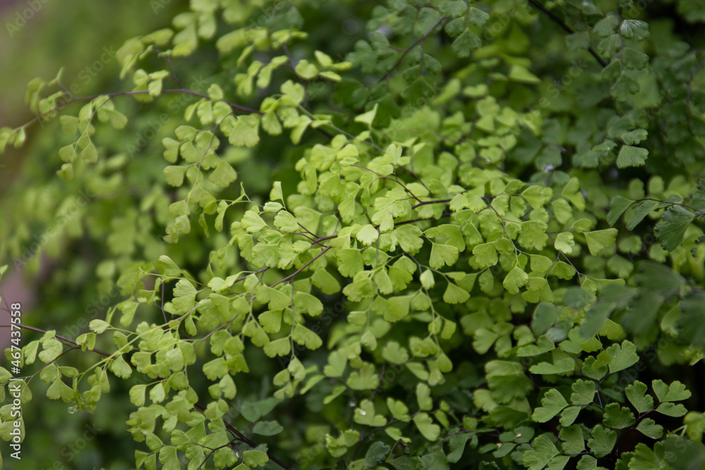 Beauty of Nature, curve of Fresh Green Leaf , showing detail on Texture and Pattern Beauty of Nature, curve of Fresh Green Leaf , showing detail on Texture and Pattern