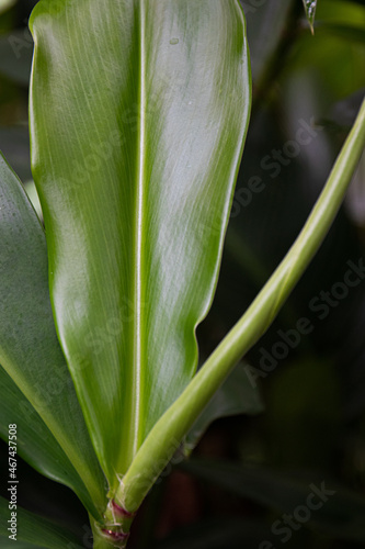 Beauty of Nature  curve of Fresh Green Leaf   showing detail on Texture and Pattern 