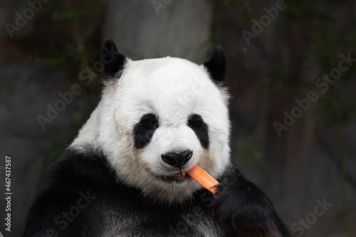 Close up Fluffy Panda Eating Carrot © foreverhappy