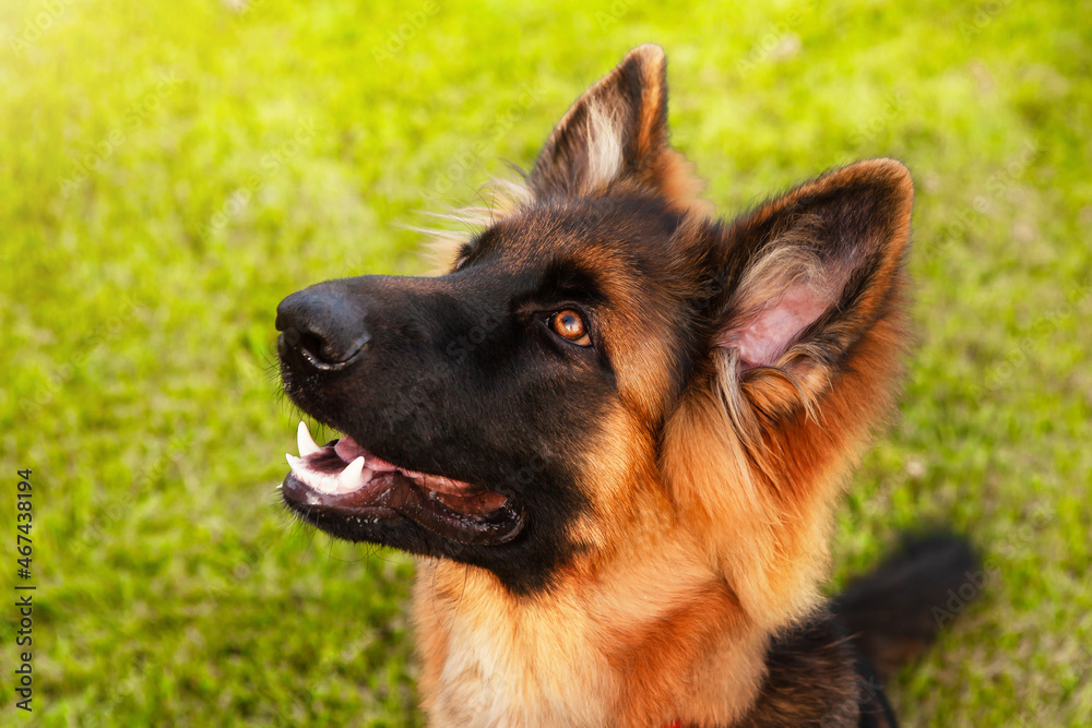Portrait of a young German shepherd dog. Portrait of a young German shepherd dog.