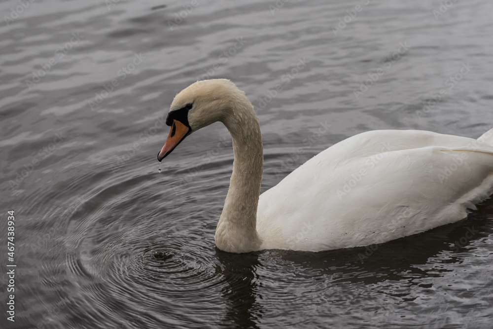 White or Mute Swan is feeding from the water in a lake White or Mute Swan is feeding from the water in a lake