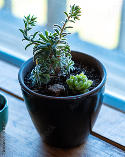 Succulent plant in a beautiful brown pot on a wooden table