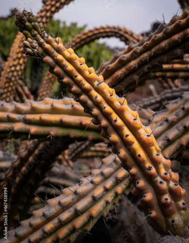 Cactus plants in a garden in Lanzarote
